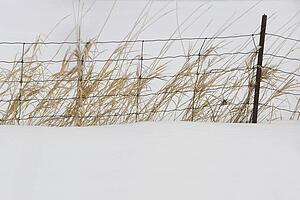 Thunder Bay, Ontario, Canada; Tall Grass Growing Along A Fence In The Snow