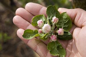 Calgary, Alberta, Canada; A Hand Holding Gemini Apple Blossoms