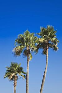 torremolinos, malaga, andalusia, spain; three palm trees