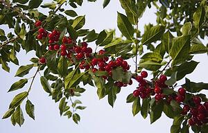 edmonton, alberta, canada; red berries on a tree