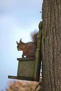a red squirrel sitting on a bird house; northumberland, england