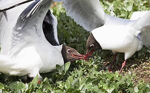 arctic terns (sterna paradisaea) fighting over a fish stolen from a puffin; northumberland, england