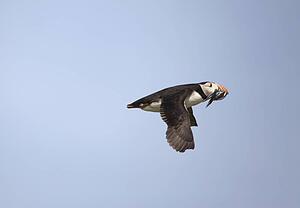 a puffin flying with a fish in it's mouth; northumberland, england