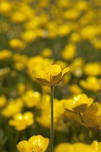 a field of yellow buttercups; northumberland, england