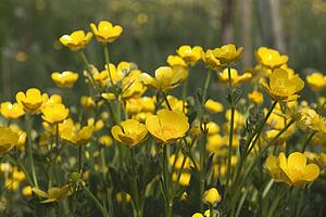 a field of yellow buttercups; northumberland, england