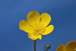 a yellow buttercup against a blue sky; northumberland, england