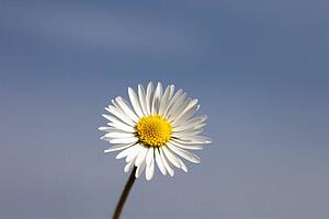 a daisy (bellis perennis) against a blue sky; northumberland, england