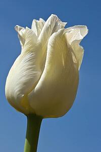 a white tulip against a blue sky; northumberland, england