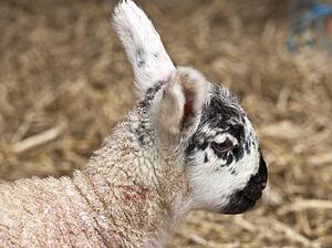 a lamb in the straw; northumberland, england