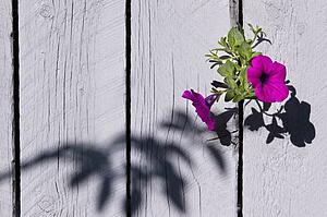 petunia growing through a fence; edmonton, alberta, canada