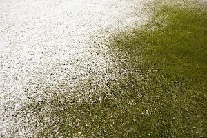 snow on green grass; edmonton, alberta, canada