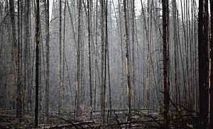 heavy rainfall in a forest; castle mountain, alberta, canada