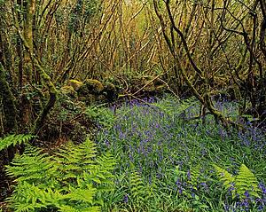 Hazel Coppice And Bluebells In Ireland