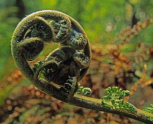Fern From Valentia Island, Ireland