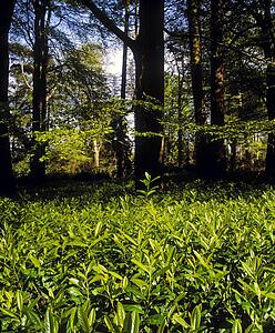 Laurel And Forest In Ireland