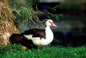 Sideview Of Barbary Duck