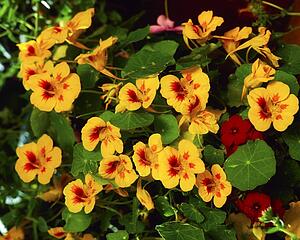 Nasturtium Leaves
