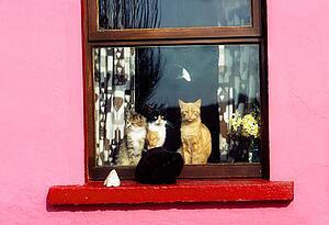 Cats At Window Near Kilkee, Co Clare, Ireland