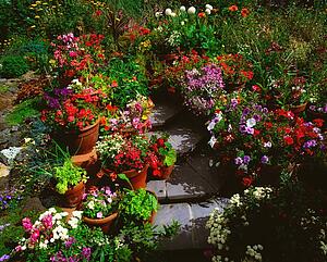 Steps Lined With Flowerpots