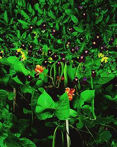 Runner Beans And Violets
