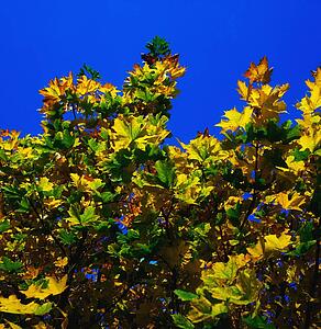 Autumn Leaves