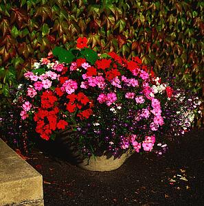 Pot Of Flowers