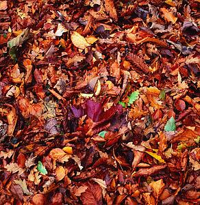 Autumn Leaves