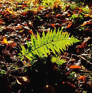 Ferns And Autumn Leaves, Co Wexford, Ireland