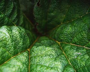 Gunnera Leaves