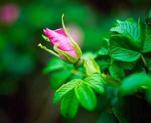 Rosebud Unfurling