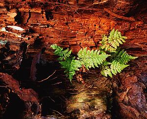 Fern On A Tree