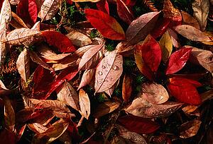 Autumn Leaves