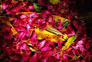 Autumn Leaves