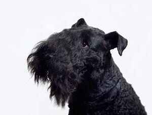 Kerry Blue Terrier