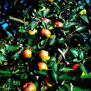 Apples