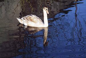 Swan In Pond