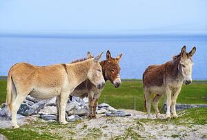 Irish Islands, Aran Islands, Inisheer