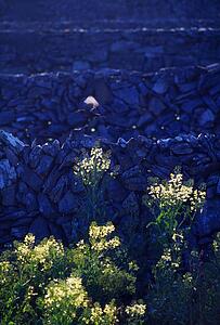 Aran Island Inishmaan