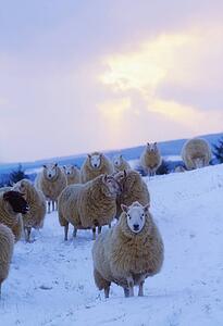 Sheep, Wicklow Mountains