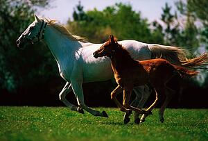 Ireland; Mare And Foal Galloping Together