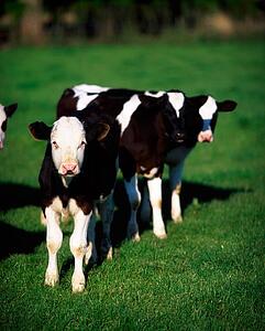 Calves On A Field