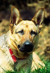 German Shepherd Dog
