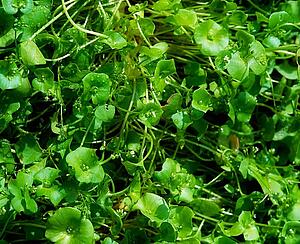 Vegetables, Winter Purslane