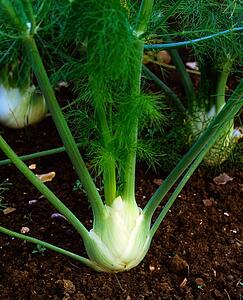 Vegetables, Florence Fennel