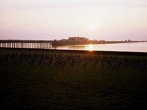 Brent Geese, Bull Island, Dublin, Ireland