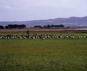 Brent Geese, Bull Island, Dublin Bay, Ireland