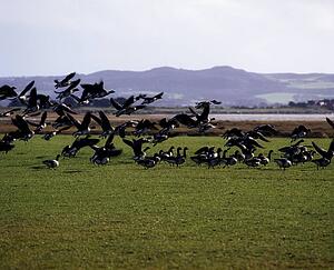 Brent Geese Coming In For A Landing