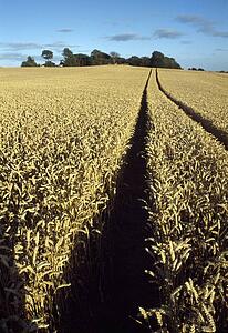 Dundalk, Co Louth, Ireland, Haggardstown Village, Grain Crops, Wheat