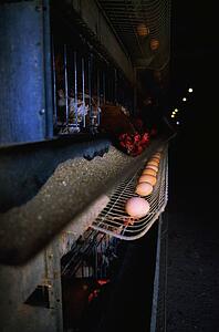 Agriculture, Poultry, Battery Hens