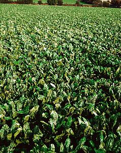 Ireland, Agriculture, Sugar Beet